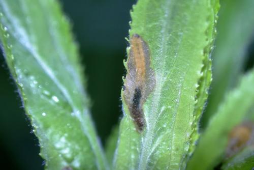 Mompha sp.